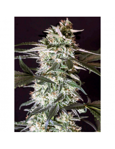 Genehtik Medizinal CBD Fem. - Imagen 1