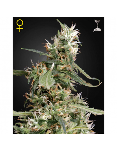 Green House Arjan´S Ultra Haze 1 Fem. - Imagen 1