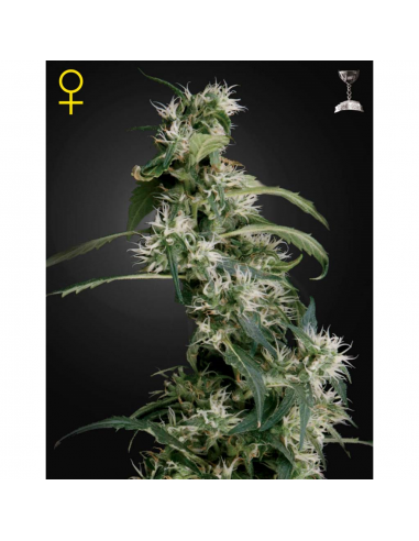 Green House Arjan´S Ultra Haze 2 Fem. - Imagen 1