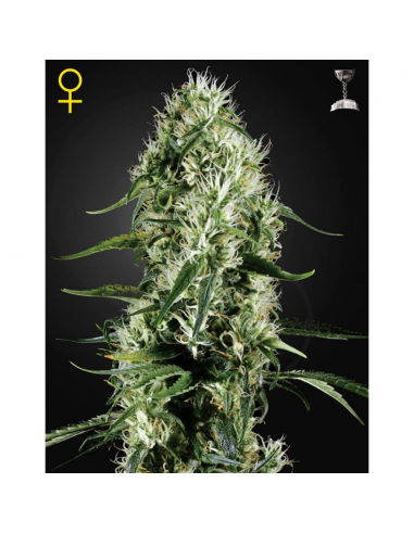 Green House Super Silver Haze Fem. - Imagen 1