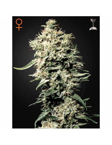 Green House White Rhino Fem. - Imagen 1