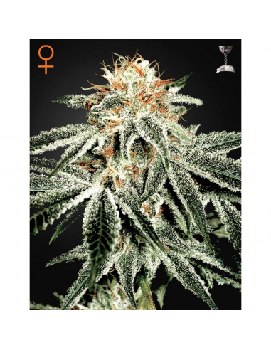 Green House White Widow Fem. - Imagen 1