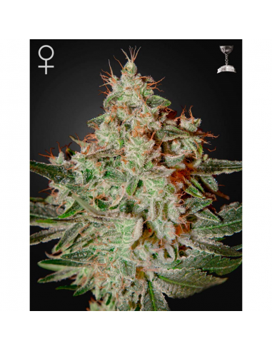 Green House Lemon Skunk Fem. - Imagen 1