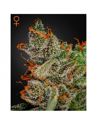 Green House King´S Kush Fem. - Imagen 1