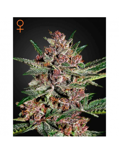 Green House Bubba Kush Fem - Imagen 1