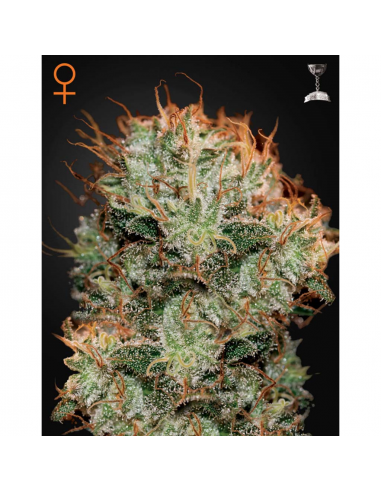 Green House Kaia Kush Fem - Imagen 1