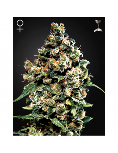 Green House Jack Herer Fem - Imagen 1