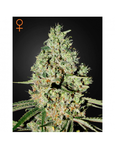 Green House Super Critical Fem. - Imagen 1