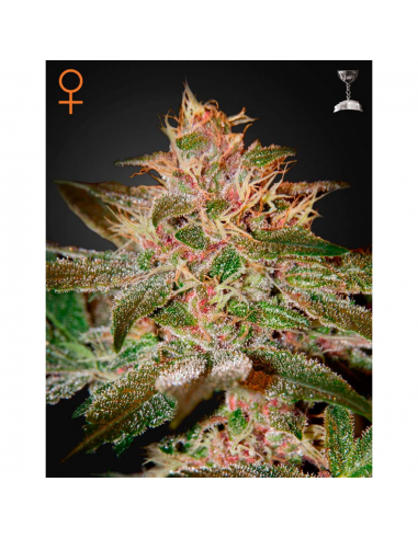 Green House Pure Kush Fem. - Imagen 1