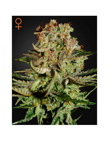 Green House Super Bud Fem. - Imagen 1