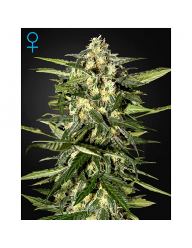 Green House Jack Herer Auto - Imagen 1