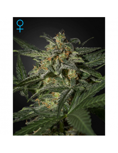 Green House White Widow Auto - Imagen 1