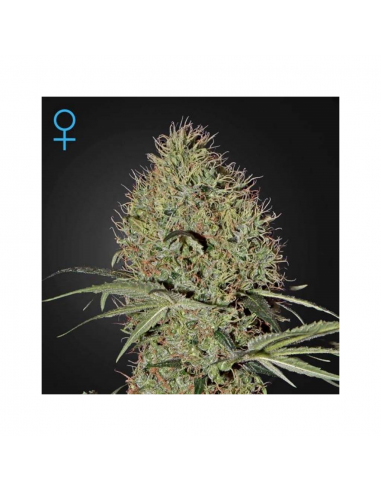 Green House Super Bud Auto - Imagen 1