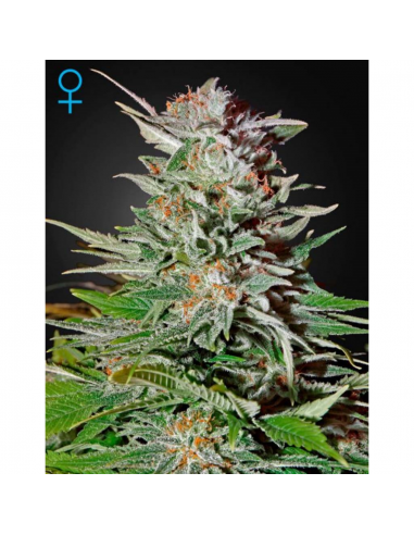 Green House Super Lemon Haze Auto - Imagen 1