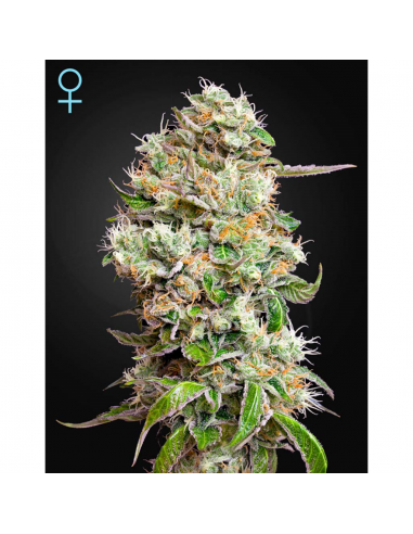 Green House King´s Kush Auto - Imagen 1