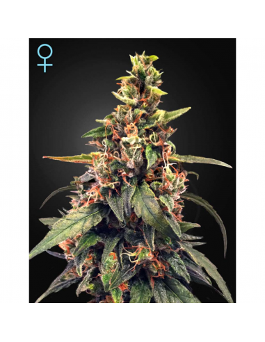 Green House Great White Shark CBD Fem. - Imagen 1