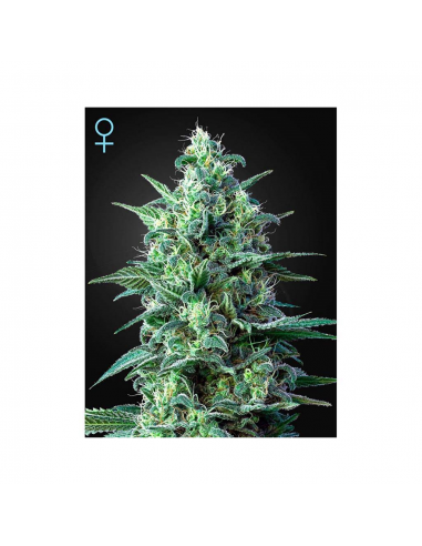 Green House White Widow Auto CBD - Imagen 1