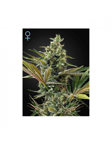 Green House Super Lemon Haze Auto CBD - Imagen 1