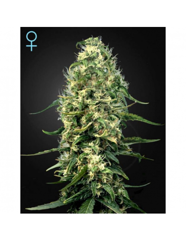 Green House Super Silver Haze CBD Fem. - Imagen 1