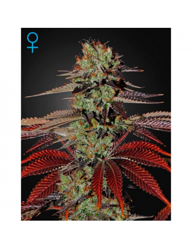 Green House Kings Kush CBD Fem. - Imagen 1