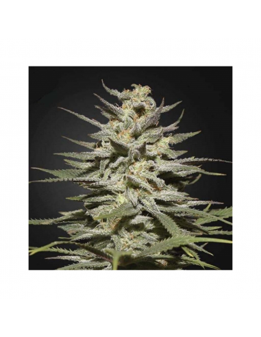 Green House Super Lemon Haze CBD Fem. - Imagen 1