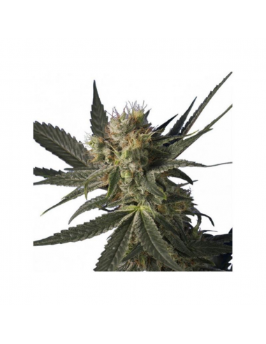 Hero Seeds Blue M. Holk Fem. - Imagen 1