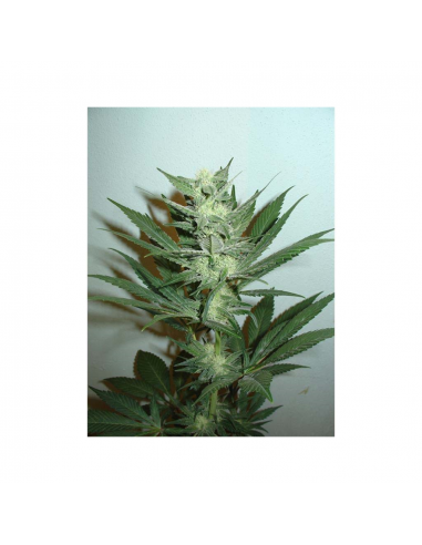 Home Grow Fantaseeds  Armageddon Fem. - Imagen 1