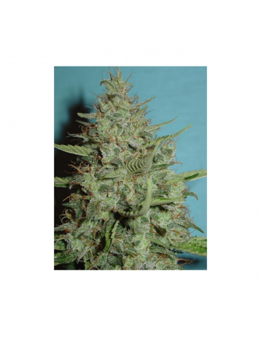 Home Grow Fantaseeds Supercristal Reg. - Imagen 1