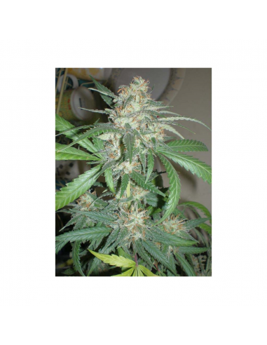 Home Grow Fantaseeds  Amazing Haze 10 Reg - Imagen 1