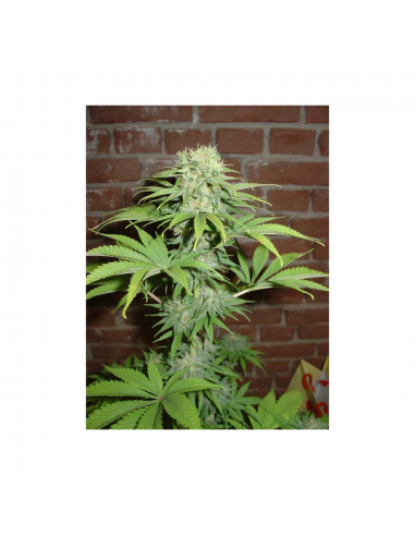 Home Grow Fantaseeds Blue Haze Reg. - Imagen 1