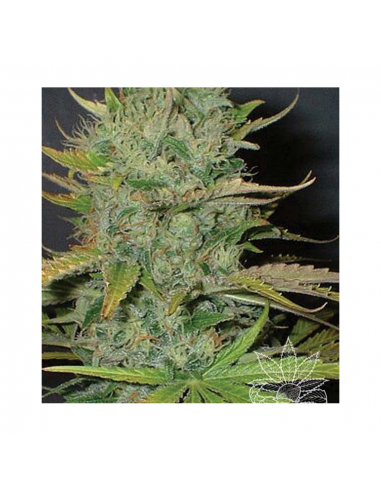 Home Grow Fantasseds Afghani 3Und Fem. - Imagen 1