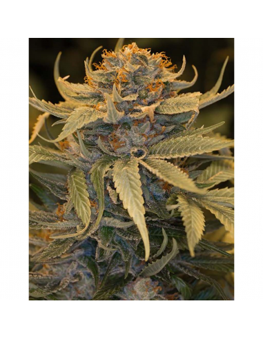 Humboldt Seeds Lost Coast Og Fem. - Imagen 1