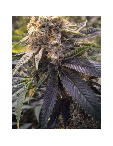 Humboldt Seeds Lost Coast Hashplant Fem - Imagen 1