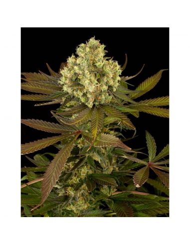 Humboldt Seeds Sour Blueberry Fem. - Imagen 1