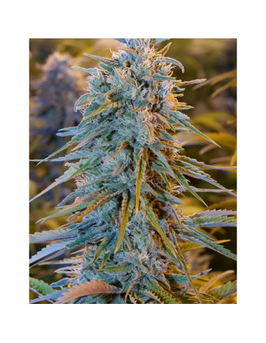 Humboldt Seeds Blue Dream Fem. - Imagen 1