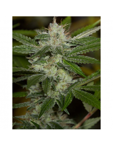 Humboldt Seeds Chemdawg Fem. - Imagen 1