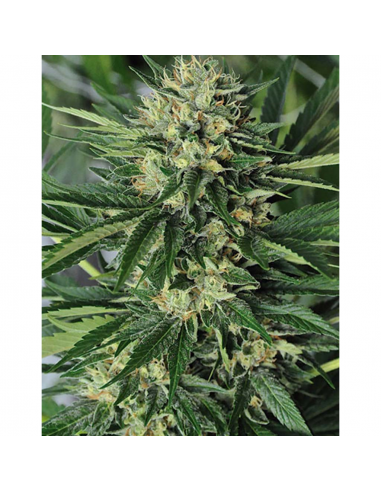 Humboldt Seeds Dr. Greenthumb´s Em-Dog By B-Real Fem - Imagen 1