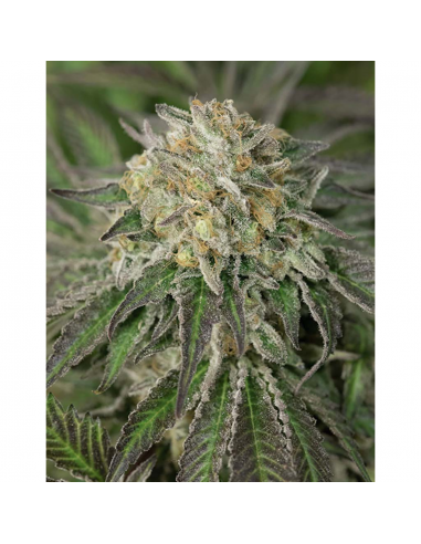 Humboldt Seeds Amherst Sour Diesel Fem. - Imagen 1