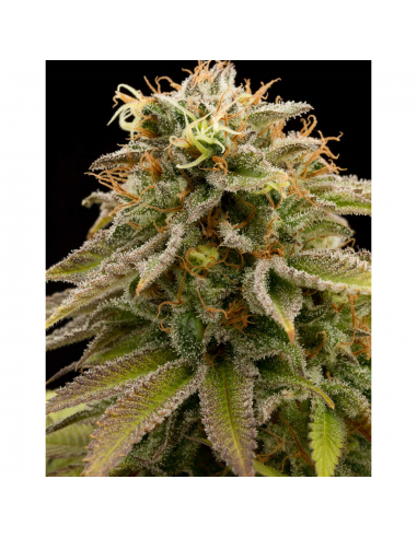 Humboldt Seeds Lemon Thai Kush Fem. - Imagen 1