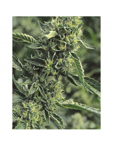 Humboldt Seeds OG Kush Fem. - Imagen 1