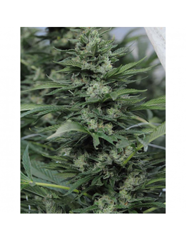 Humboldt Seeds Sour Diesel 2 Fem. - Imagen 1