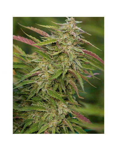 Humboldt Seeds Purple Trainwreck Fem. - Imagen 1