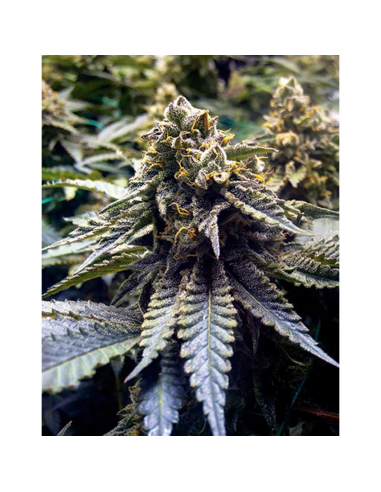 Humboldt Seeds Chocolate Mint OG Fem. - Imagen 1