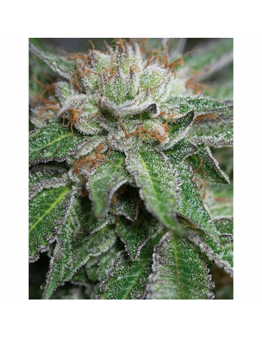 Humboldt Seeds Bubba Kush Reg. - Imagen 1