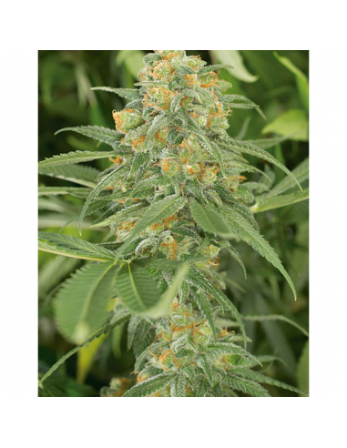 Humboldt Seeds Green Crack Fem. - Imagen 1