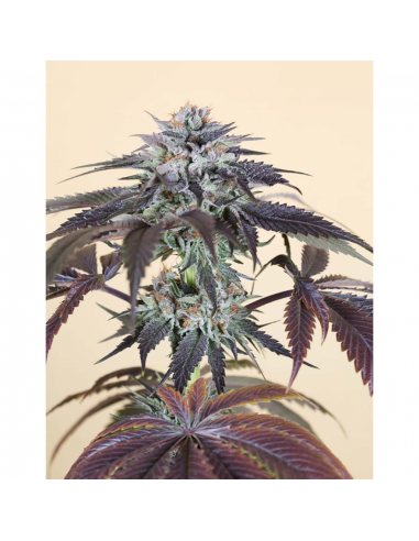 Humboldt Seeds Bubba Kush Fem. - Imagen 1