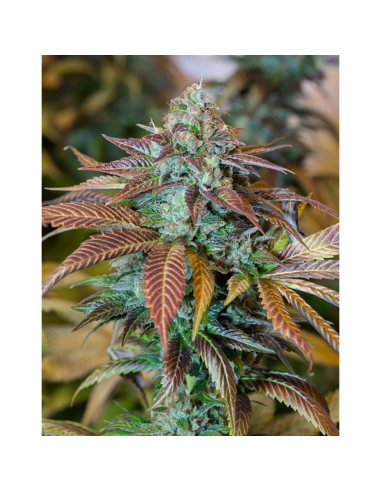 Humboldt Seeds Lemon Kush Headband Fem. - Imagen 1