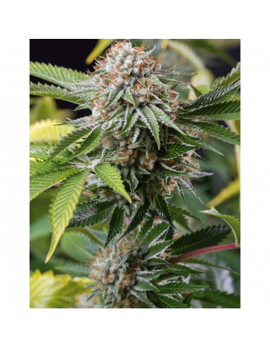 Humboldt Seeds Mango Sapphire Fem. - Imagen 1