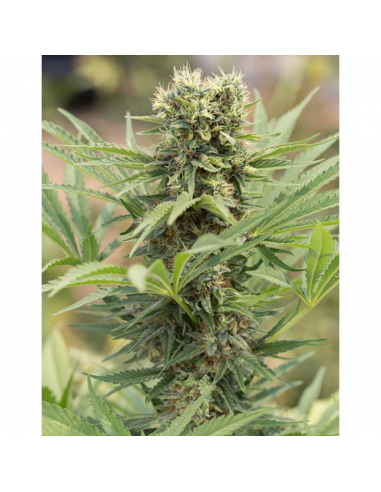 Humboldt Seeds Dedoverde Haze Fem. - Imagen 1