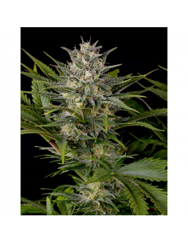 Humboldt Seeds Pineapple Skunk Fem. - Imagen 1